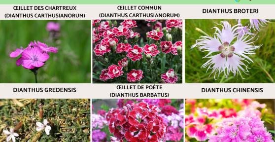 Variétés d’œillets