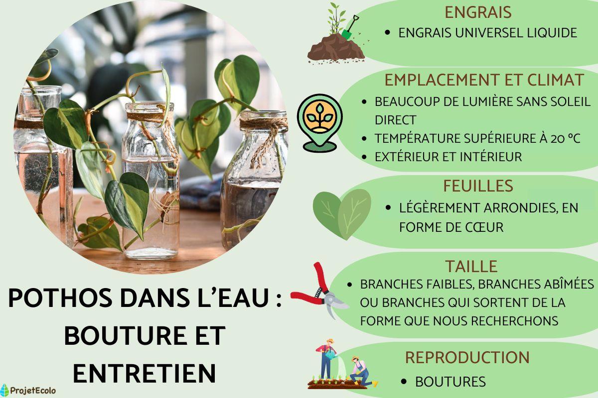 Pothos dans l'eau : bouture et entretien