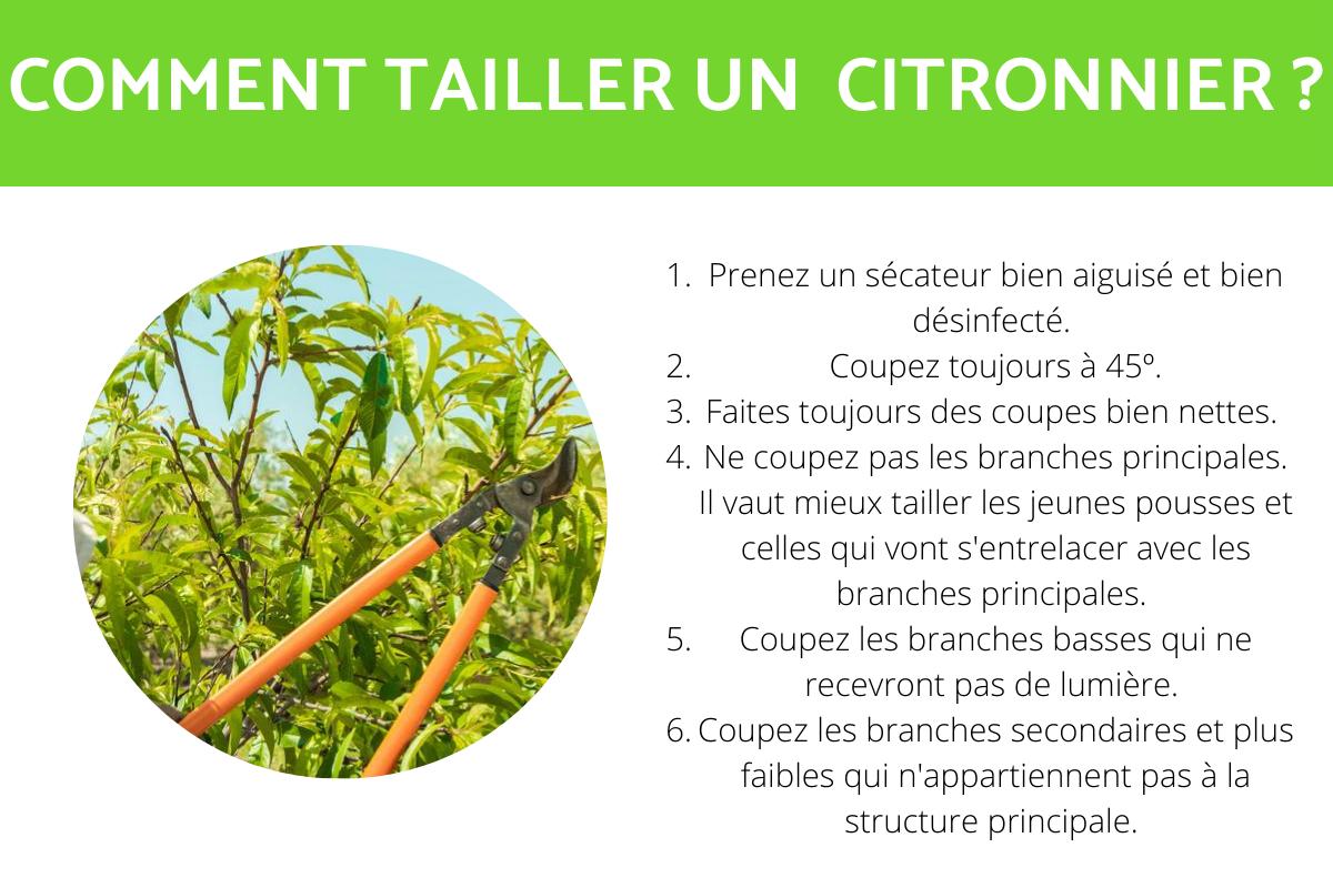 Comment tailler un citronnier