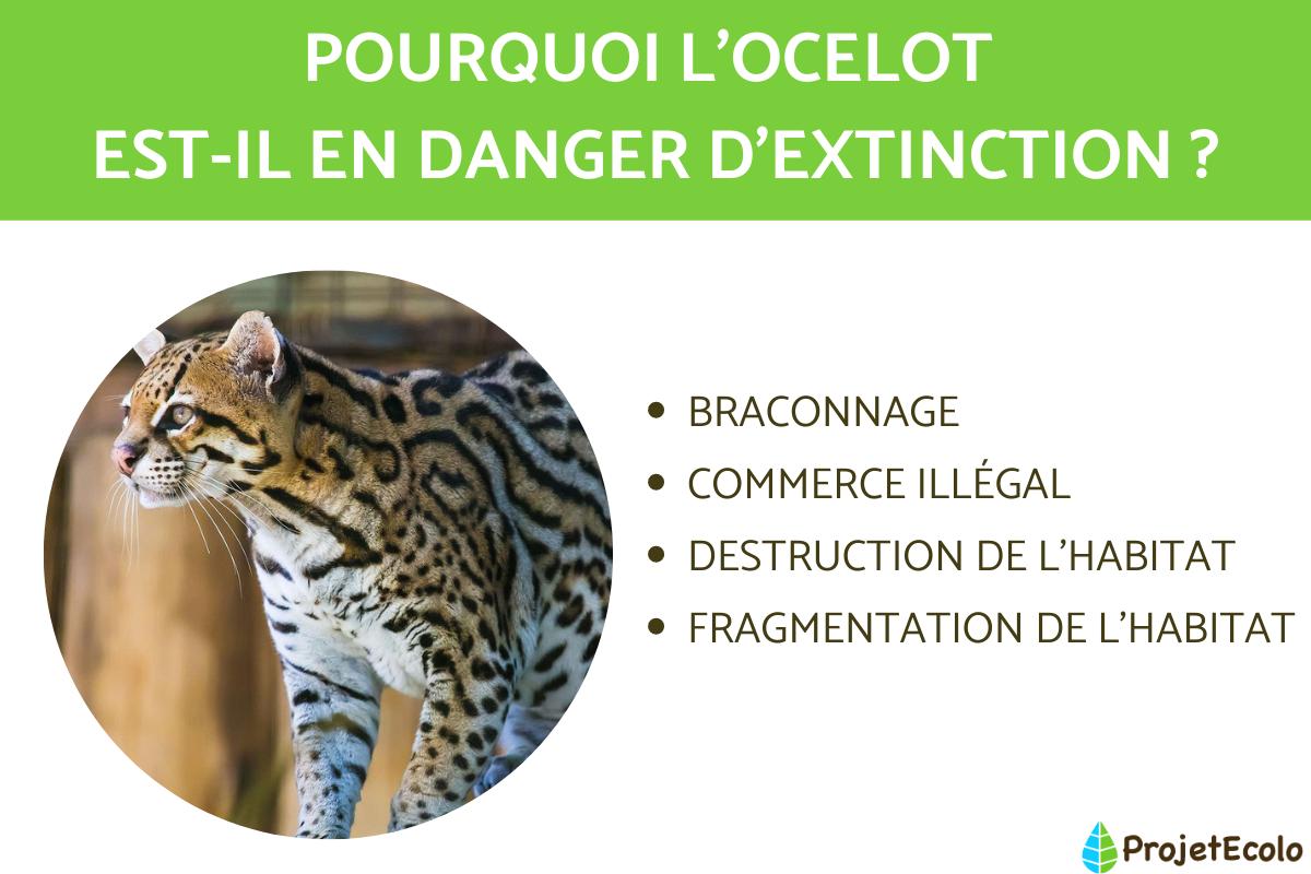Pourquoi l'ocelot est-il en danger d'extinction ?