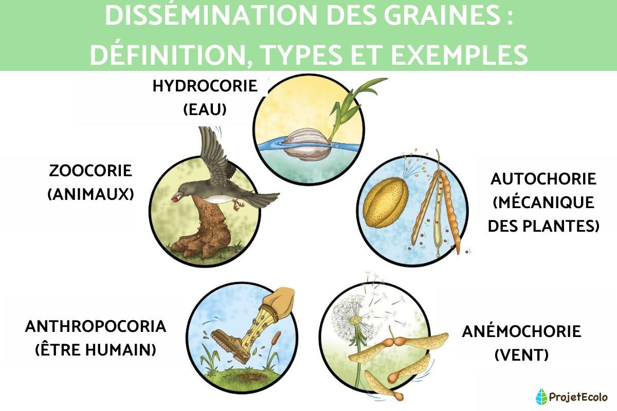 Dissémination des graines : définition, types et exemples