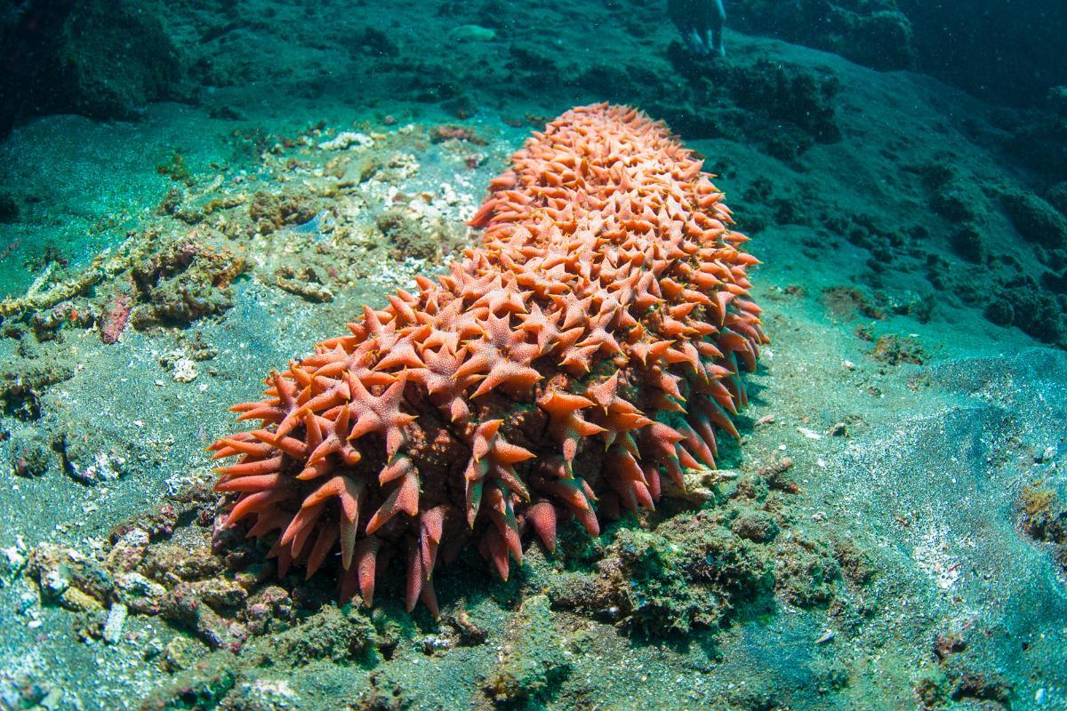 Concombre de mer (holothurie) : caractéristiques et reproduction