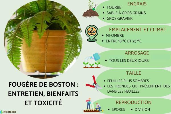 Fougère de Boston : entretien, bienfaits et toxicité