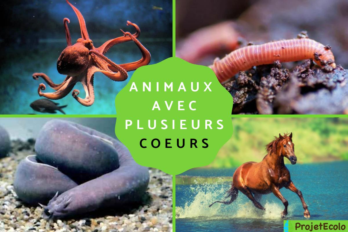 Animaux avec plusieurs coeurs