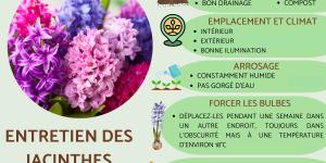 Entretien des jacinthes
