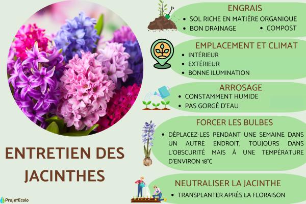 Entretien des jacinthes