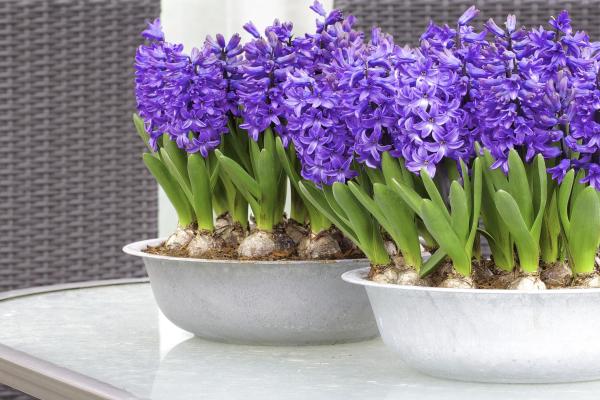 Entretien des jacinthes - Quand planter les jacinthes