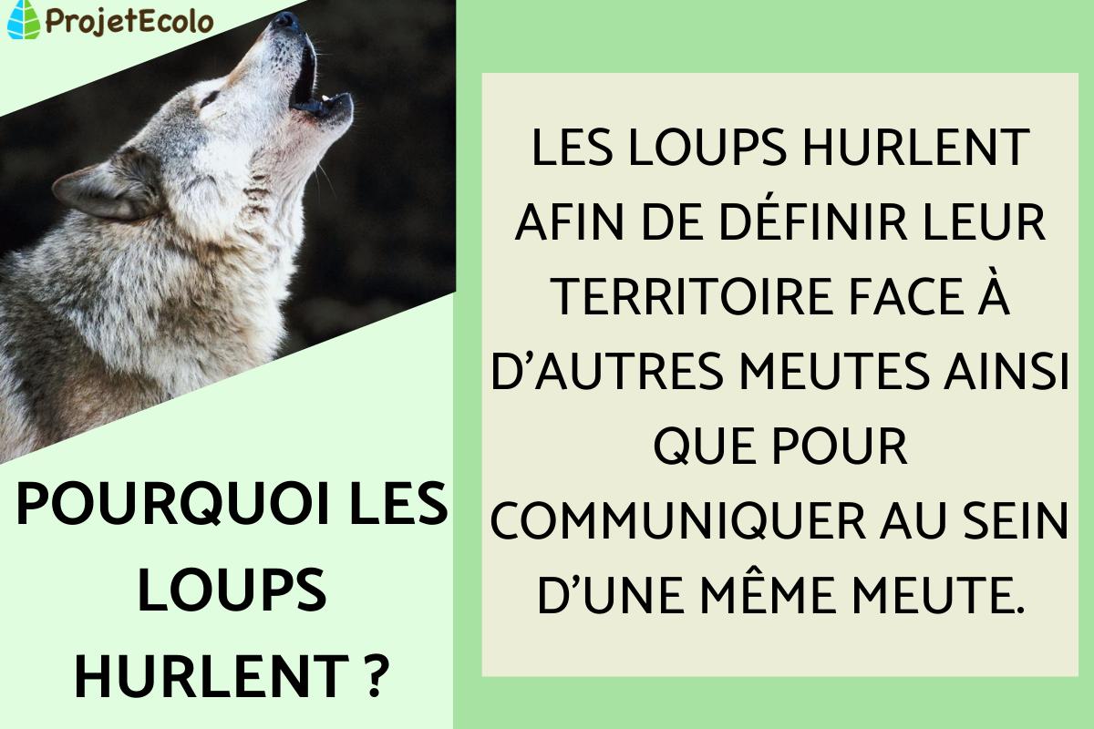Pourquoi les loups hurlent ?