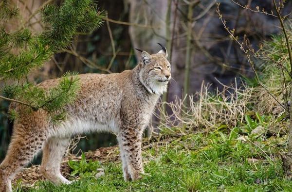Qu'est-ce que la flore et la faune ? - Définition faune et flore