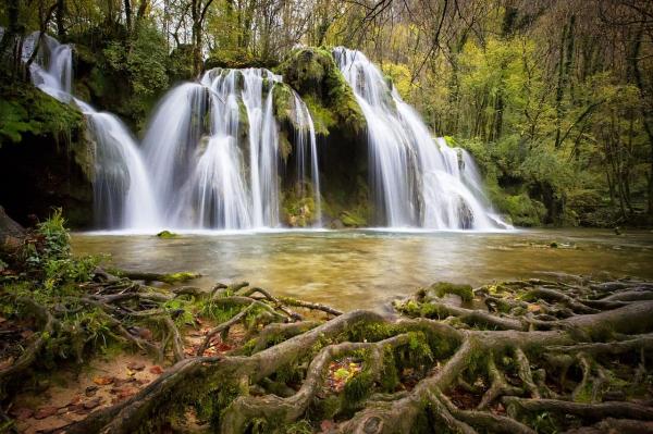 Qu'est-ce que la flore et la faune ? - Quelle est la définition de flore ?