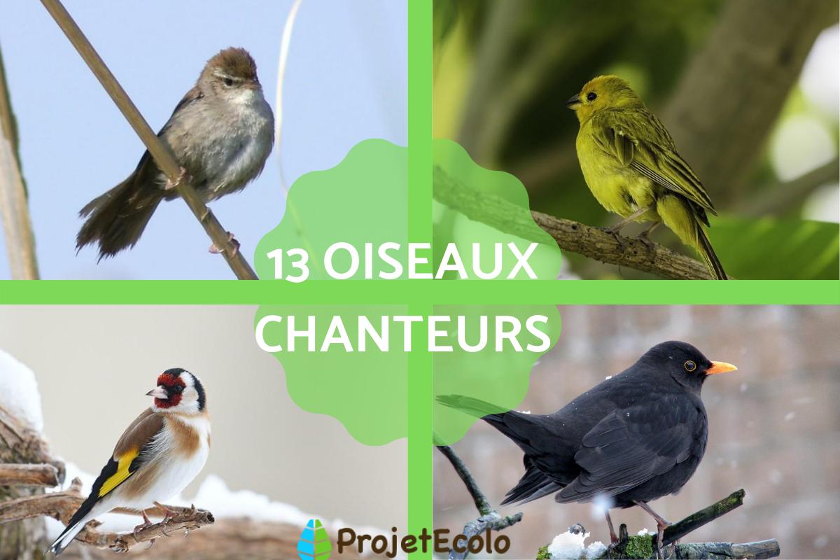 Beaux Oiseaux Qui Chantent — free download