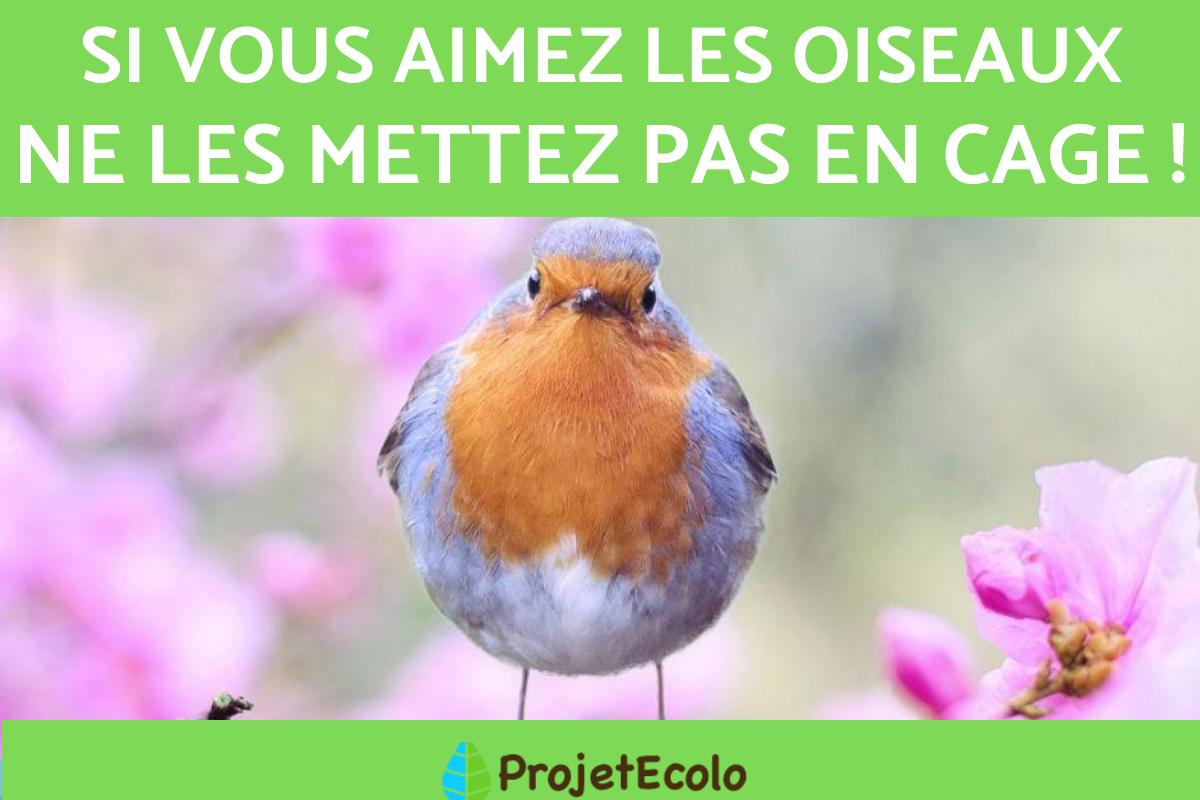 Sitemapcdatahttpsmodeinf Inetcomnez D Oiseau 5 Lettres