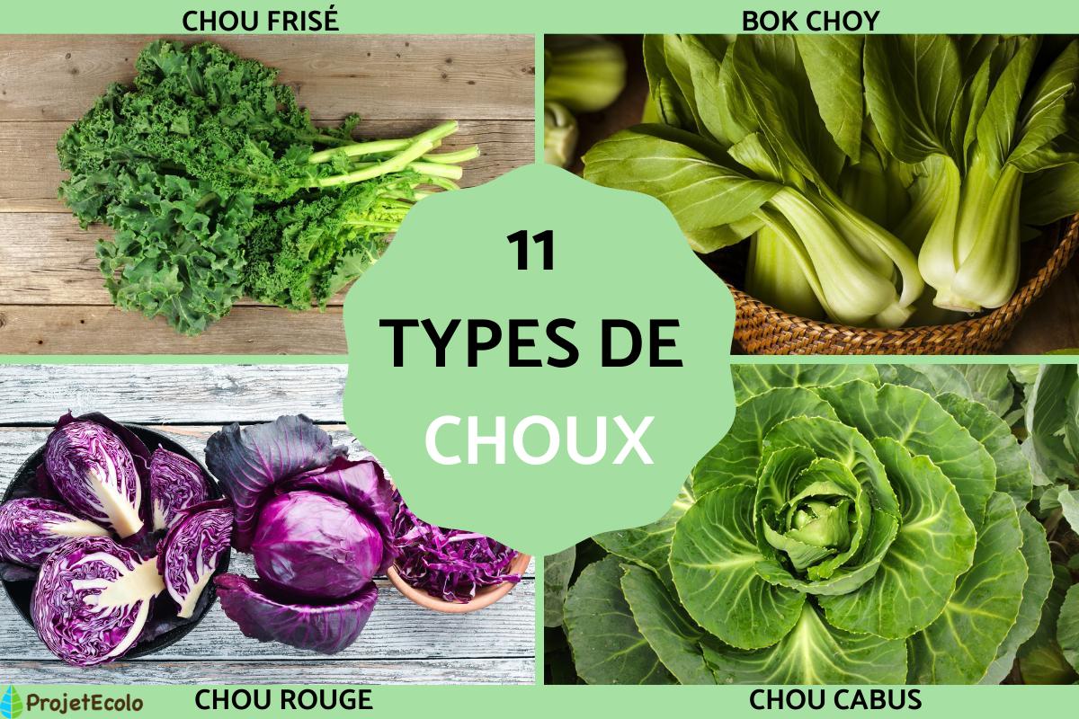 Types de choux