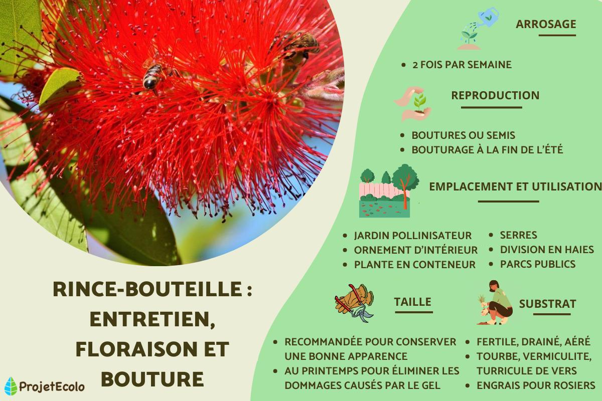 Rince-bouteille : entretien, floraison et bouture