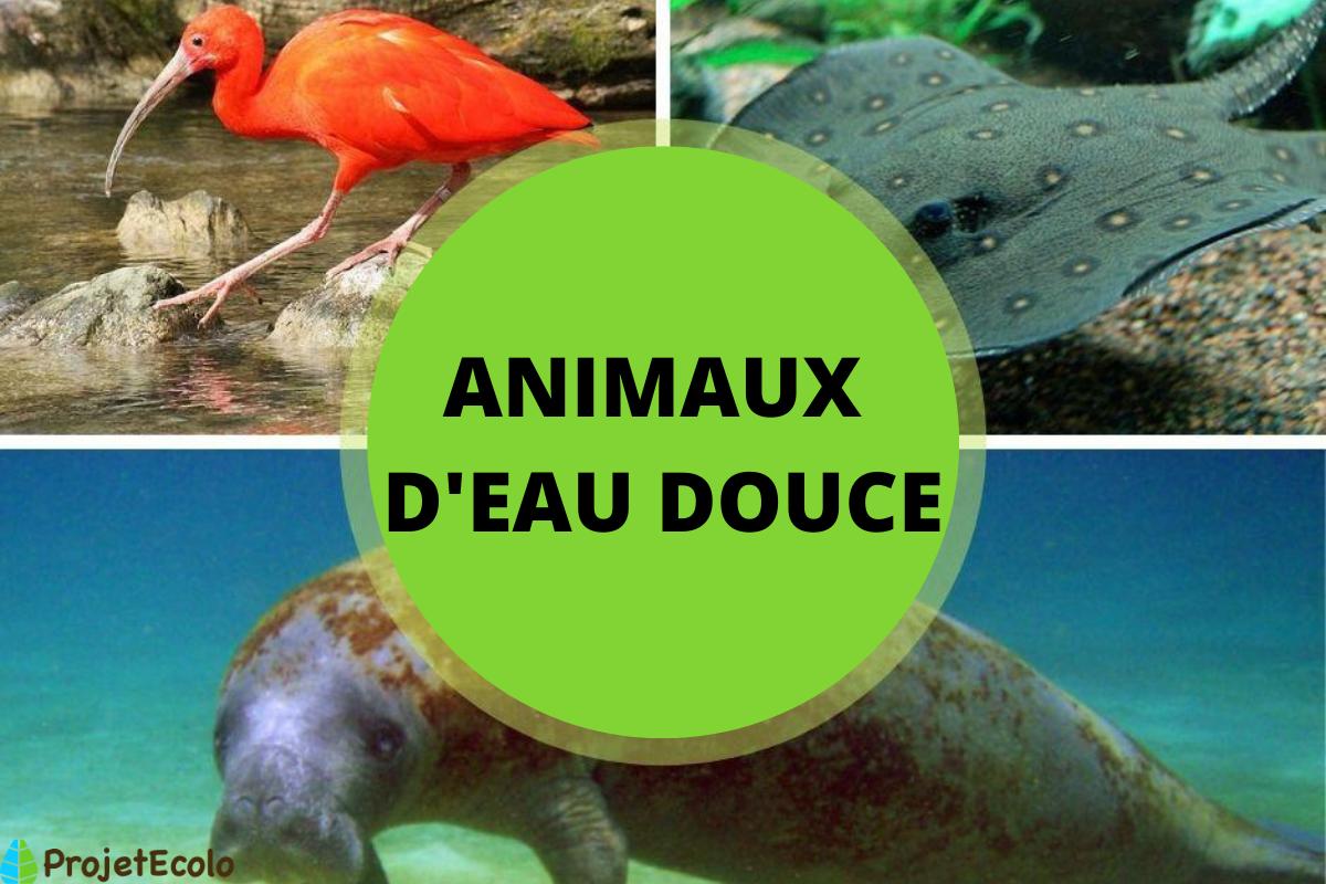 +35 Animaux d'eau douce