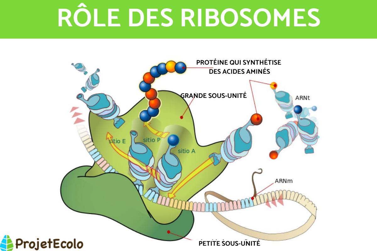 Ribosomes Définition, rôle et sousunité RÉSUMÉ avec SCHÉMA