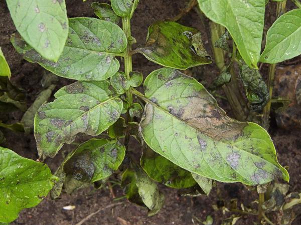 Phytophthora : traitement, définition et symptômes