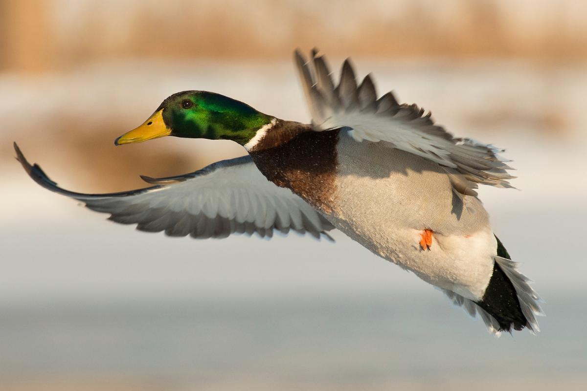 Est-ce que les canards volent ?
