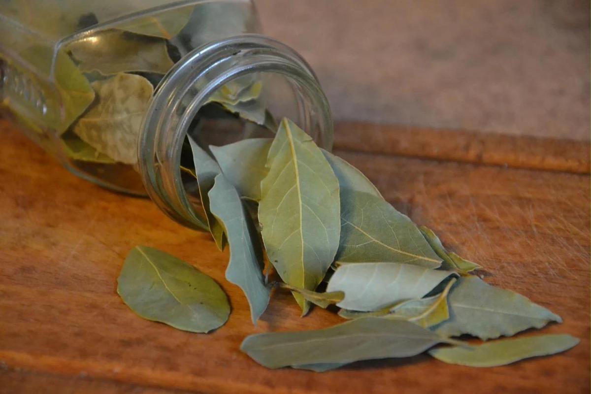 Feuilles de laurier : bienfaits, infusion et contre-indications