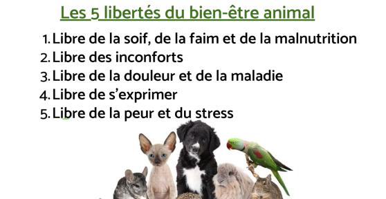 Quels sont les droits des animaux