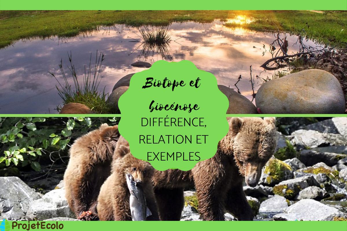 Biotope et biocénose : différence, relation et exemples