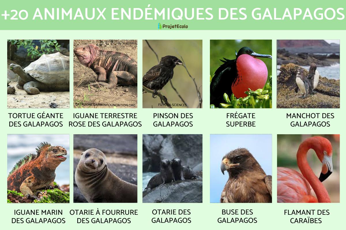 Animaux des Galápagos