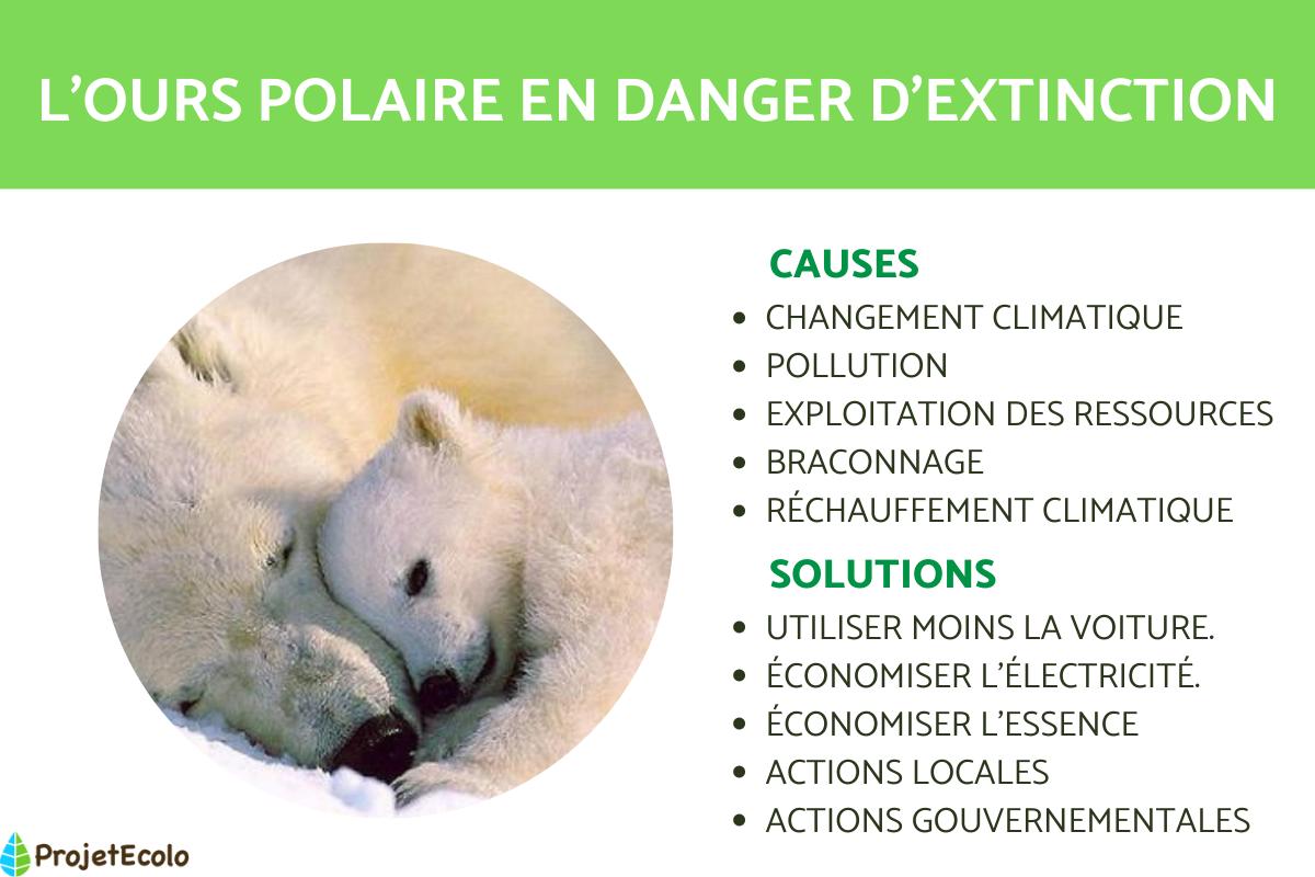 Pourquoi l'ours polaire est-il en danger d'extinction ?