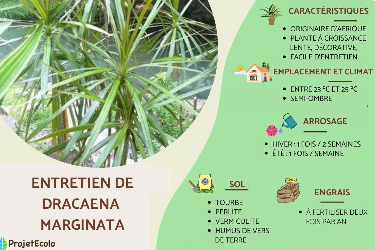DRAGONNIER de MADAGASCAR (DRACAENA MARGINATA) : ENTRETIEN
