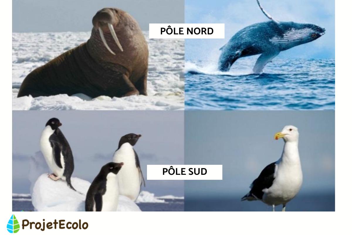 Les animaux du pôle Nord et du pôle Sud