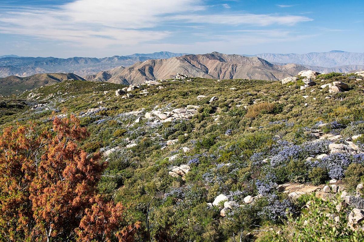 Chaparral : caractéristiques, climat, flore et faune