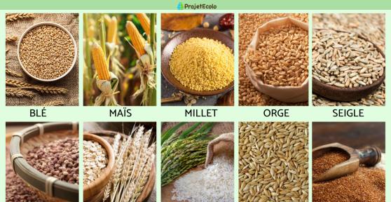 Types de céréales