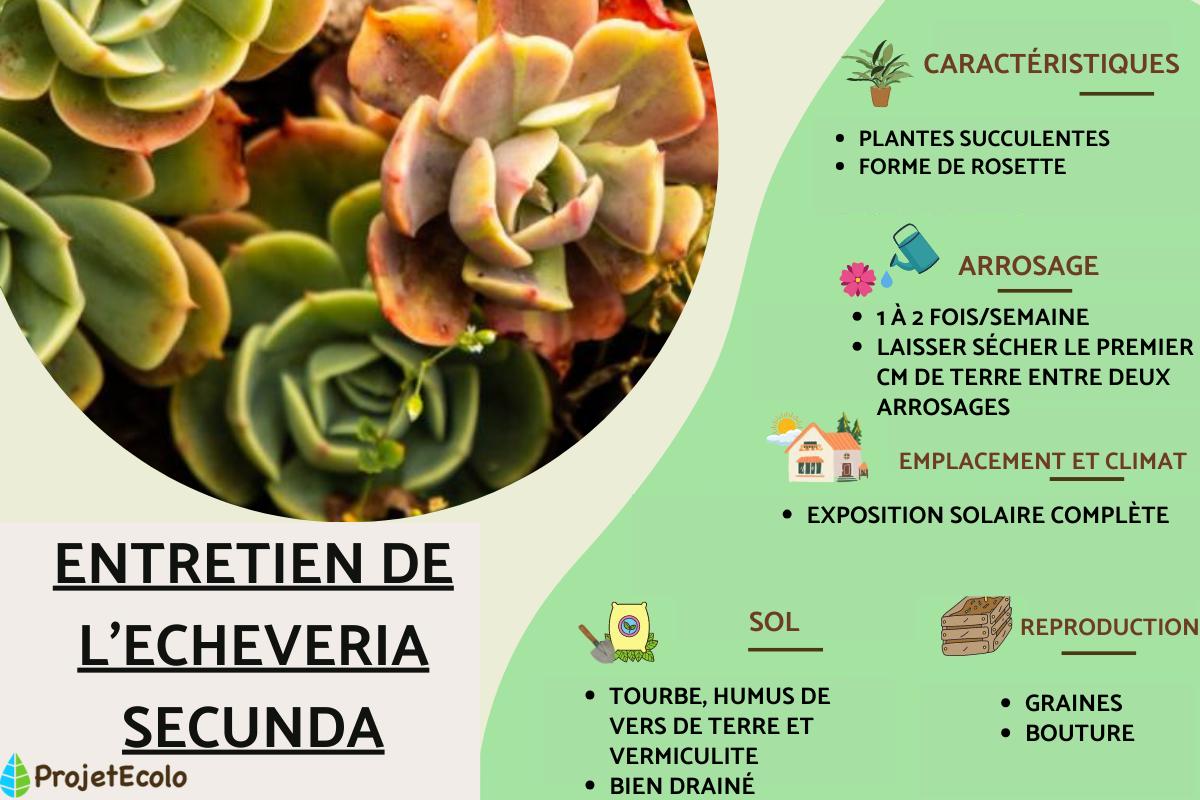 Echeveria secunda : entretien et reproduction