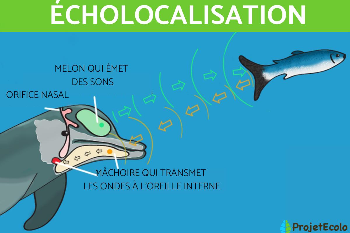 Écholocation ou écholocalisation : Définition et animaux qui l'utilisent