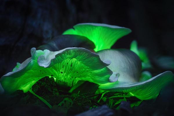 Champignons : qui brillent dans le noir, toxiques et biosphère - Certains champignons brillent dans l'obscurité