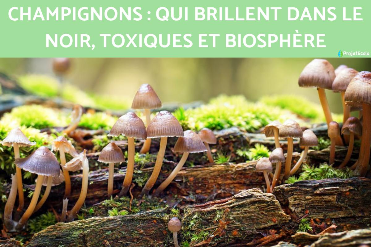 Champignons : qui brillent dans le noir, toxiques et biosphère