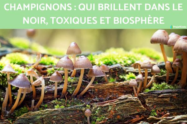 Champignons : qui brillent dans le noir, toxiques et biosphère