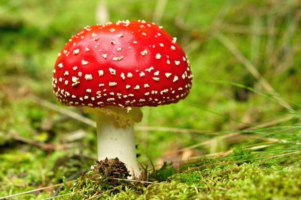 Champignons : qui brillent dans le noir, toxiques et biosphère - Il existe des espèces toxiques, voire mortelles