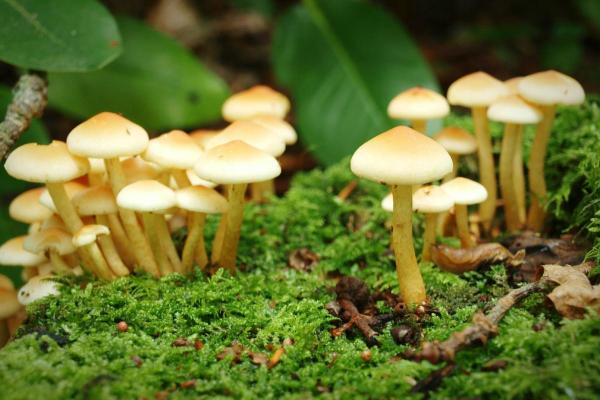 Champignons : qui brillent dans le noir, toxiques et biosphère - Ils constituent la Funga d'un lieu donné