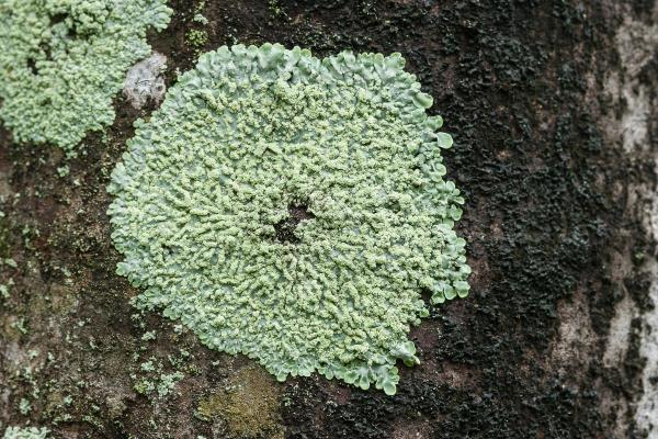 Champignons : qui brillent dans le noir, toxiques et biosphère - Ils forment des associations symbiotiques