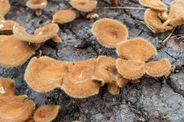 Champignons : qui brillent dans le noir, toxiques et biosphère - Ils sont les principaux décomposeurs de la biosphère
