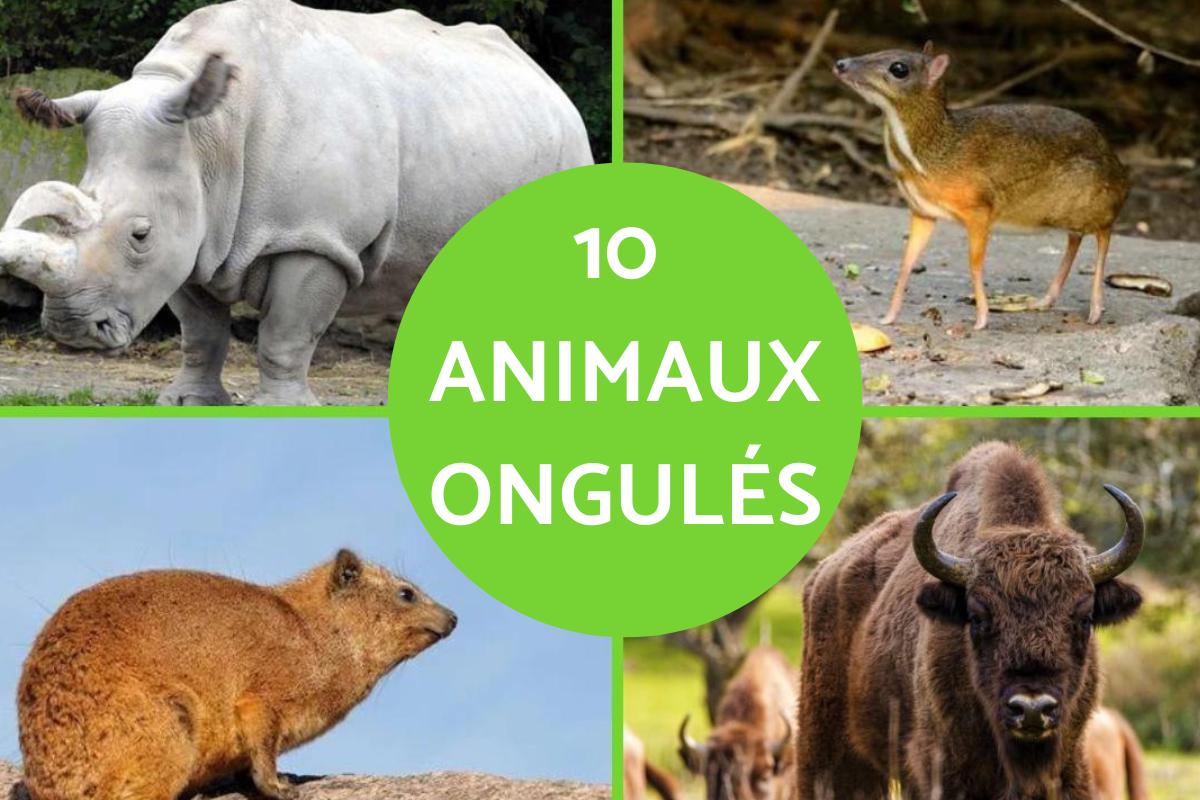 Animaux ongulés : Définition, liste et caractéristiques