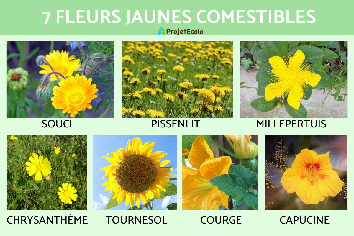 Fleurs jaunes comestibles
