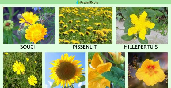 Fleurs jaunes comestibles