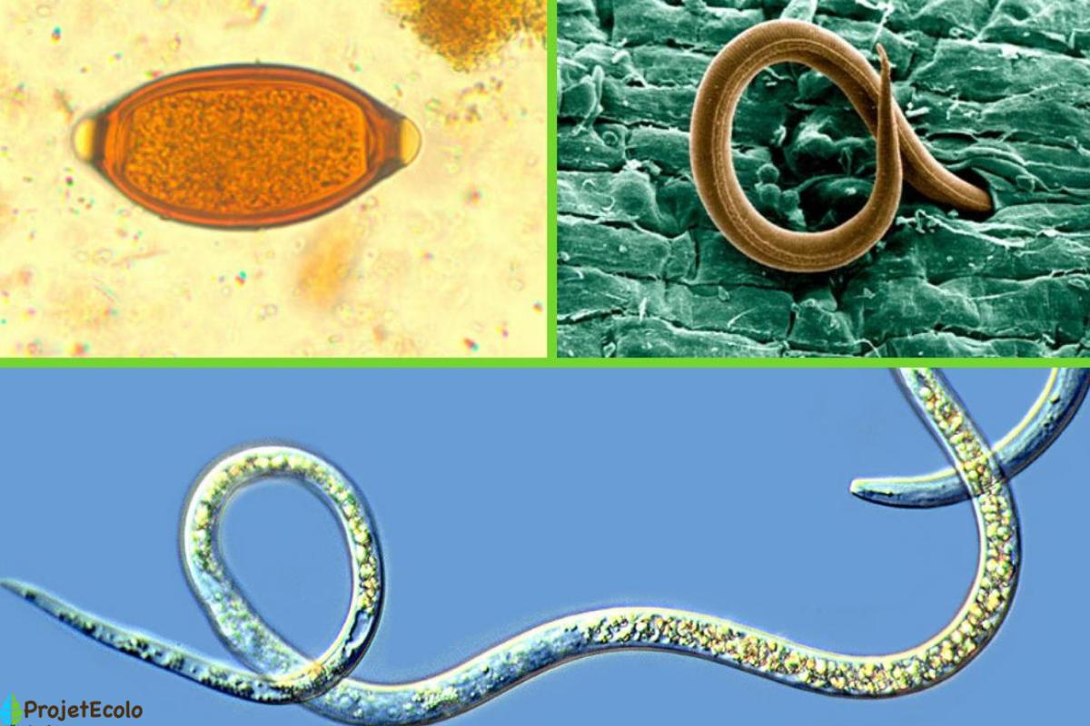 Nématodes : caractéristiques, classification et exemples