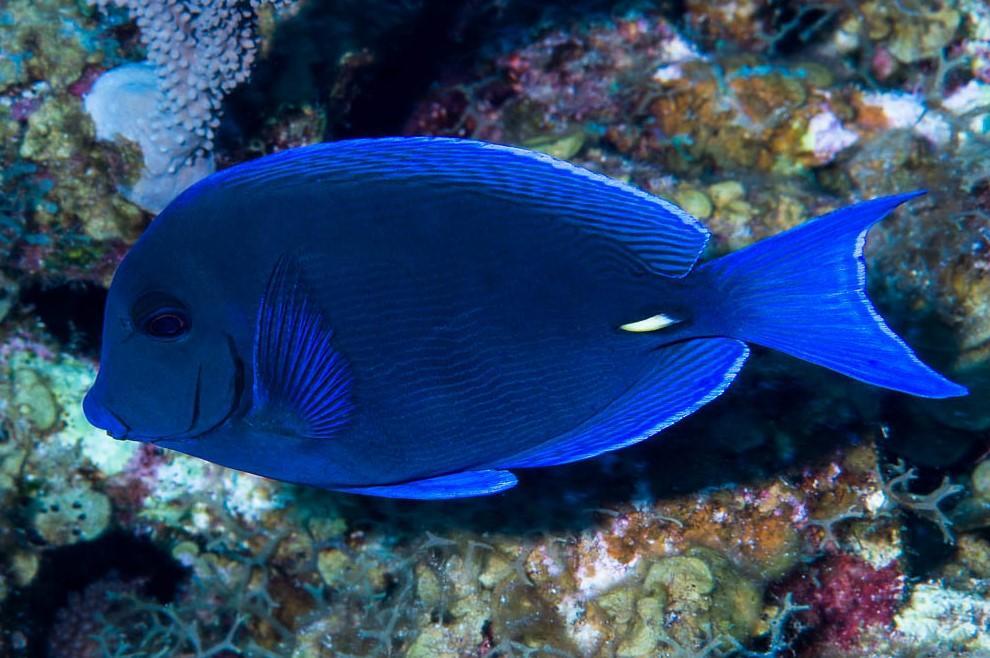 Poisson mangeur d