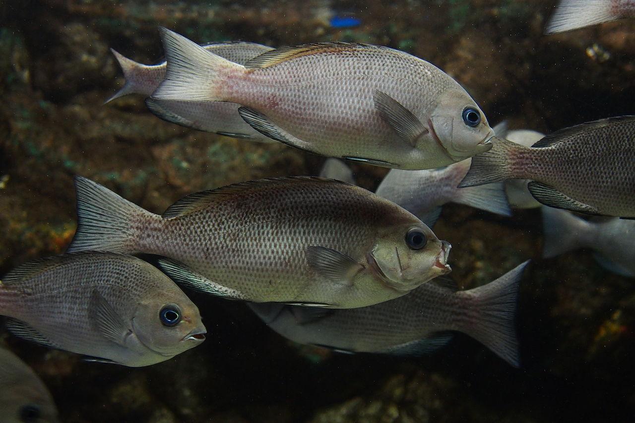 Poisson mangeur d