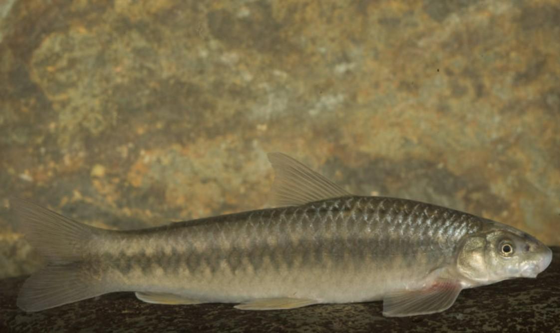 Poisson mangeur d
