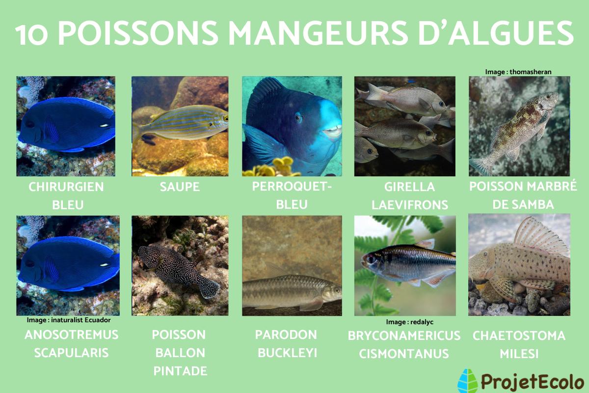 Poisson mangeur d'algues - Espèces et photos