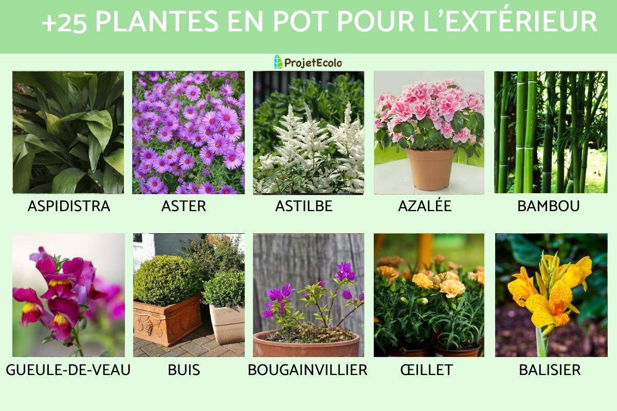 Sitemapcdatahttpsmodeinf Inetcomtruffaut Plantes Exterieur