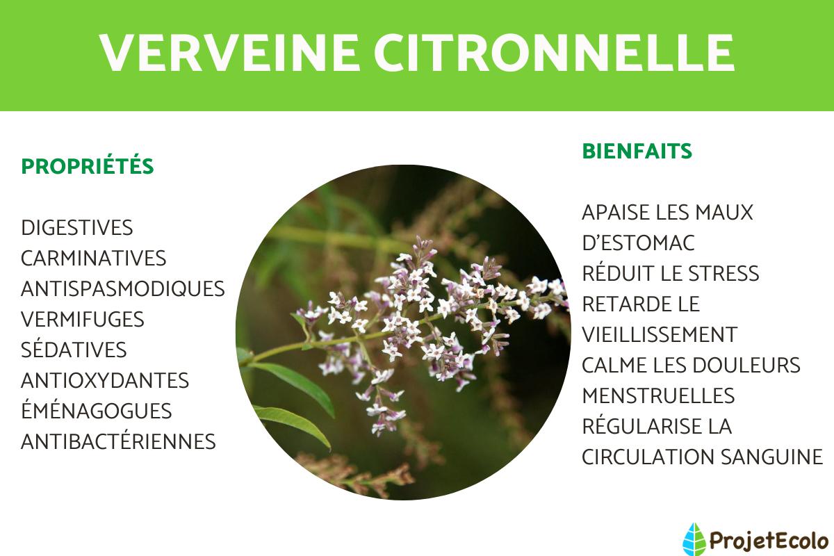 Bienfaits de la verveine citronnelle